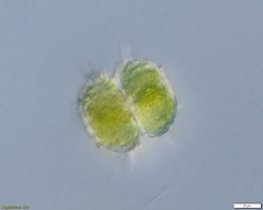 Spinocosmarium quadridens