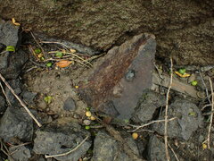 Nerita melanotragus
