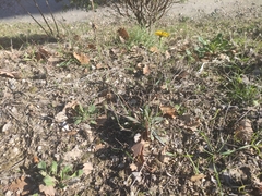 Reichardia picroides