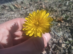 Reichardia picroides