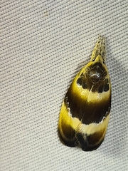 Piloprepes anassa