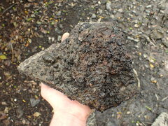 Sypharochiton pelliserpentis
