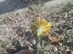 Reichardia picroides