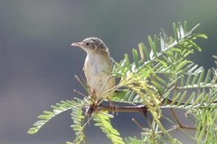 Cisticola