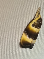 Piloprepes anassa