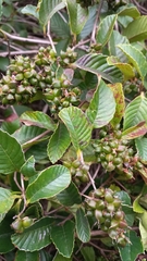 Dilleniaceae