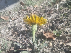 Reichardia picroides