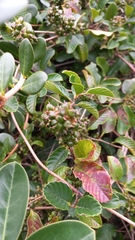 Dilleniaceae