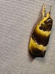 Piloprepes anassa