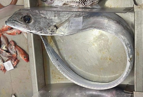 Channel scabbardfish (Evoxymetopon taeniatus) — Trichiuridae — 2