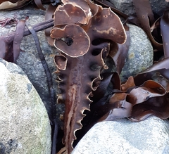 Saccorhiza polyschides