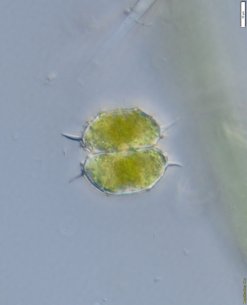 Spinocosmarium