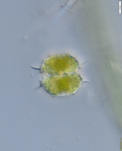 Spinocosmarium