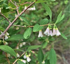 Symphoricarpos rotundifolius