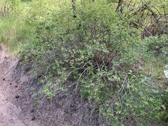Symphoricarpos rotundifolius