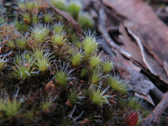 Campylopus introflexus