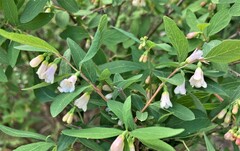Symphoricarpos rotundifolius