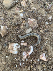 Ommatoiulus lusitanus