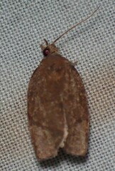 Argyrotaenia juglandana