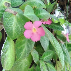 Episcia