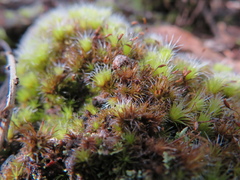 Campylopus introflexus