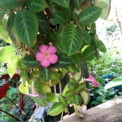 Episcia