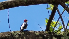 Melanerpes flavifrons