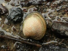 Austrovenus stutchburyi