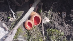 Sarcoscypha austriaca