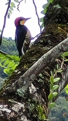 Melanerpes flavifrons