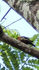 Melanerpes flavifrons