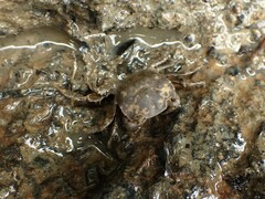 Hemigrapsus crenulatus