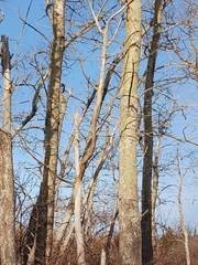 Dryobates pubescens