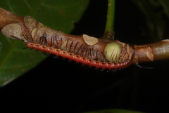 Desmoxytes delfae