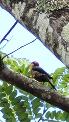 Melanerpes flavifrons