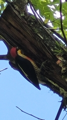 Melanerpes flavifrons