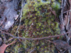 Campylopus introflexus