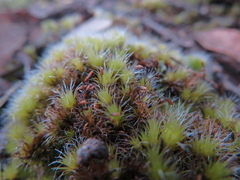 Campylopus introflexus