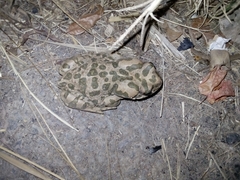 Bufotes boulengeri