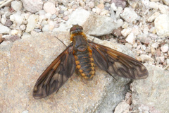 Poecilanthrax ingens