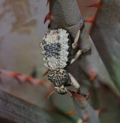 Brachycerus