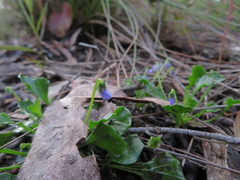 Viola sieberiana