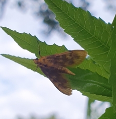Pyrausta