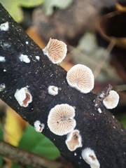 Crepidotus variabilis