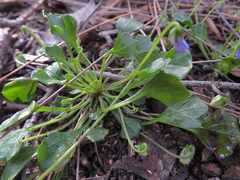Viola sieberiana