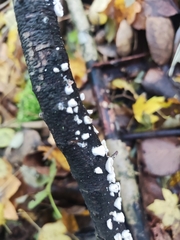 Crepidotus variabilis