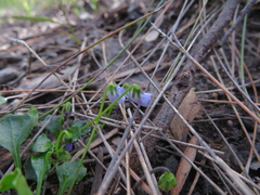 Viola sieberiana