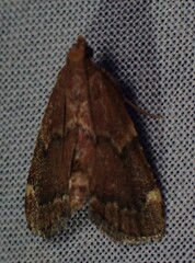 Hypsopygia intermedialis