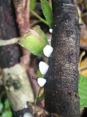 Crepidotus variabilis