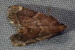 Hypsopygia intermedialis